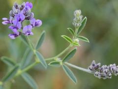 (Scurfy Pea) (Scurfy Pea)