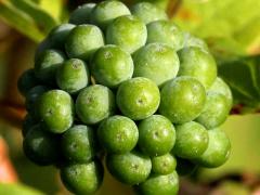 (Common Carrion Flower) fruit (Common Carrion Flower) fruit