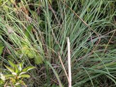 (Tall Dropseed) (Tall Dropseed)