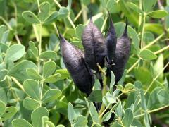 (Blue False Indigo) (Blue False Indigo)