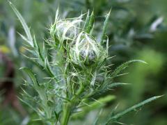 (Field Thistle) (Field Thistle)