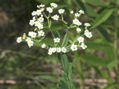 (Flowering Spurge) (Flowering Spurge)