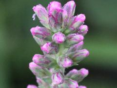 (Marsh Blazing Star) (Marsh Blazing Star)