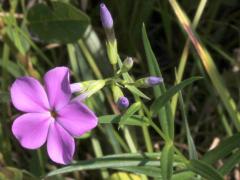 (Marsh Phlox) (Marsh Phlox)