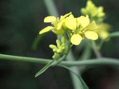 (Black Mustard) (Black Mustard)
