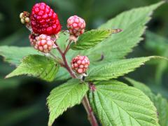 (Common Blackberry) fruit (Common Blackberry) fruit