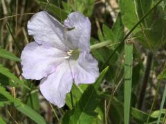 (Wild Petunia) (Wild Petunia)