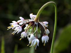(Nodding Wild Onion) (Nodding Wild Onion)