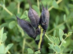 (Blue False Indigo) (Blue False Indigo)