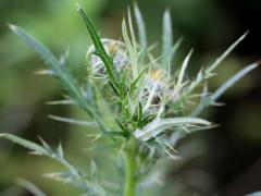 (Field Thistle) (Field Thistle)