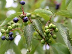 (Silky Dogwood) fruit (Silky Dogwood) fruit