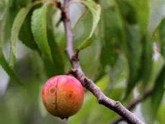 (American Plum) (American Plum)