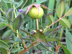 (Pasture Rose) fruit (Pasture Rose) fruit