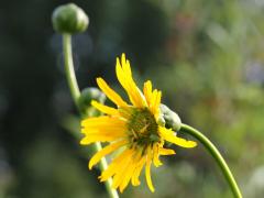 (Prairie Dock) flower (Prairie Dock) flower
