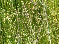 (Common Water Plantain) (Common Water Plantain)