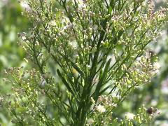 (Horseweed) (Horseweed)