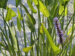 (Pickerelweed) (Pickerelweed)