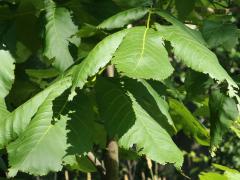 (Mockernut Hickory) (Mockernut Hickory)