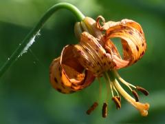 (Michigan Lily) (Michigan Lily)