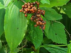 (Feathery False Soloman's Seal) fruit (Feathery False Soloman's Seal) fruit