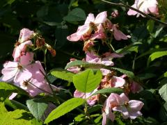 (Illinois Rose) (Illinois Rose)