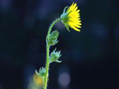 (Compass Plant) (Compass Plant)