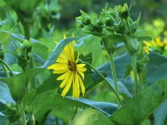 (Cup Plant) (Cup Plant)