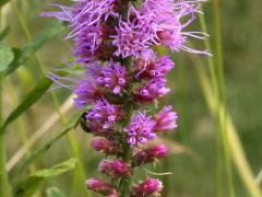 (Prairie Blazing Star) (Prairie Blazing Star)