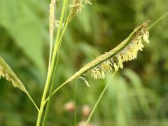 (Prairie Cord Grass) flowers (Prairie Cord Grass) flowers