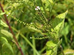 (White Vervain) (White Vervain)