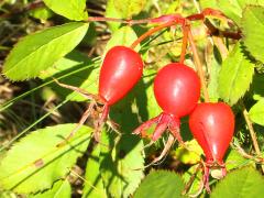 (Pasture Rose) fruit (Pasture Rose) fruit