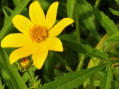 (Bur Marigold) (Bur Marigold)