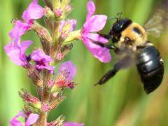 (Purple Loosestrife) carpenter bee (Purple Loosestrife) carpenter bee