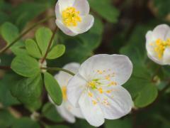 (False Rue Anemone) (False Rue Anemone)