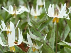 (White Trout Lily) (White Trout Lily)