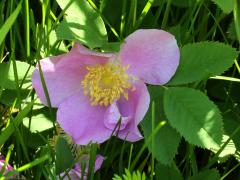 (Pasture Rose) (Pasture Rose)