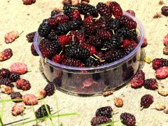 (White Mulberry) fruit (White Mulberry) fruit