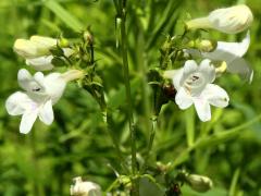 (Foxglove Beard Tongue) (Foxglove Beard Tongue)