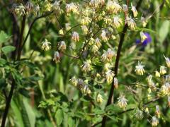 (Purple Meadow Rue) male (Purple Meadow Rue) male