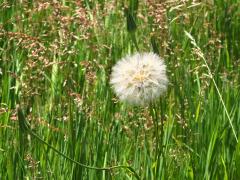 (Common Goat's Beard) fruit (Common Goat's Beard) fruit