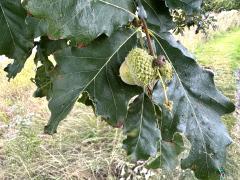 (Swamp White Oak) branch (Swamp White Oak) branch