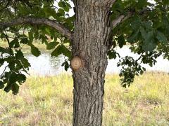 (Swamp White Oak) trunk (Swamp White Oak) trunk