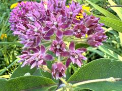 (Purple Milkweed) inflorescence (Purple Milkweed) inflorescence