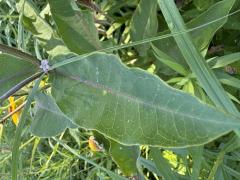 (Purple Milkweed) leaf (Purple Milkweed) leaf