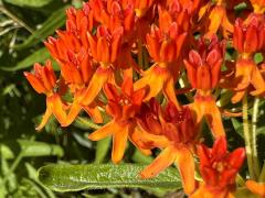 (Butterfly Milkweed) flowers (Butterfly Milkweed) flowers