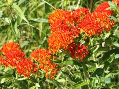 (Butterfly Milkweed) plant (Butterfly Milkweed) plant