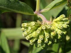(Short Green Milkweed) inflorescence (Short Green Milkweed) inflorescence