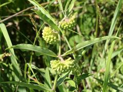 (Short Green Milkweed) plant (Short Green Milkweed) plant