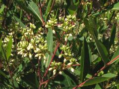 (Hemp Dogbane) plant (Hemp Dogbane) plant