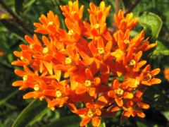 (Butterfly Milkweed) (Butterfly Milkweed)